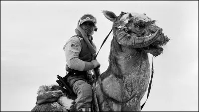 Quelle est l'espérance de vie d'un Tauntaun ?