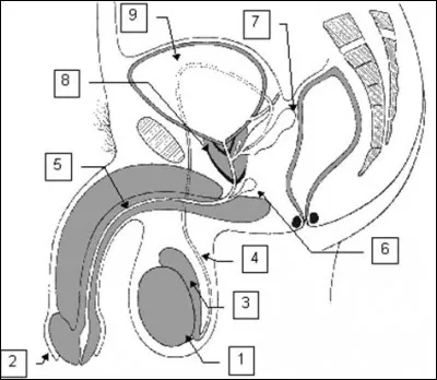 Quel est le nom de la partie 8 du schéma de l'appareil génital masculin ?
