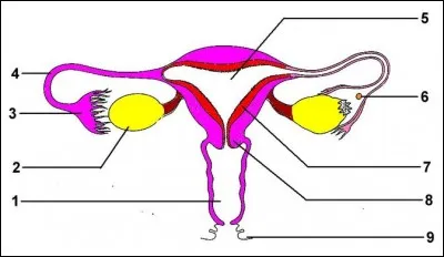 Quel est le nom de la partie 5 du schéma de l'appareil génital féminin ?