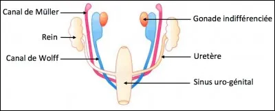 À quel genre correspondent les canaux de Müller sur le sexe indifférencié ?