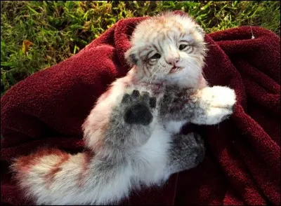 Mignon ce petit chat hein ?