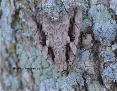 Trop facile, c'est une tête de gecko !