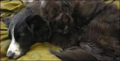 Il y a un chaton sur cette photo !