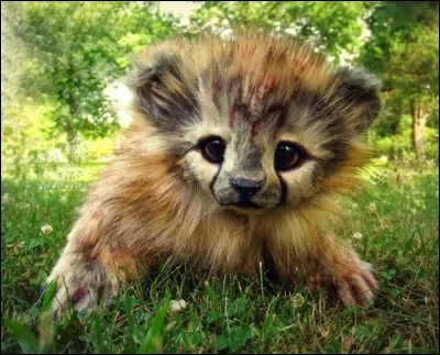 Facile, on voit bien que c'est un jeune félin, moquette nous prend vraiment pour des débiles !