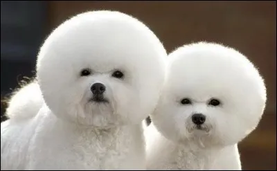 Alors-là, tu ne nous auras pas, on voit bien que ce sont des peluches !