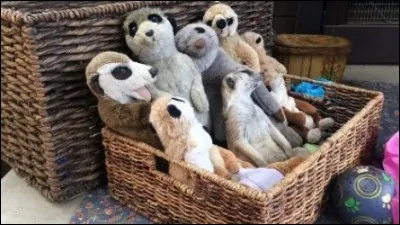 Encore plus facile, il n'y a que des peluches sur la photo !