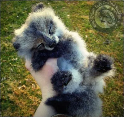 Trop facile, c'est un félin !