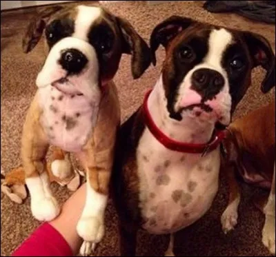 Encore une réponse facile, il y a deux chiens en entier sur la photo !