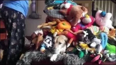 Tiens, un tas de peluches !
