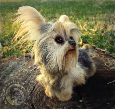 Qu'est-ce qu'il est mignon ce petit chien !