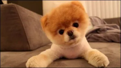 Incroyable ce qu'ils arrivent à faire, on dirait presque un vrai chien et pourtant c'est une peluche !