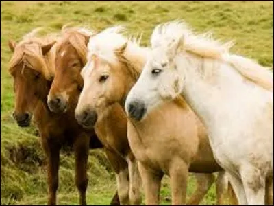 Il était lié depuis très longtemps à son Isabelle. De quelle couleur est majoritairement la robe ''isabelle'' d'un cheval ?