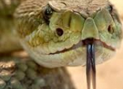 Test Quel serpent venimeux es-tu ?