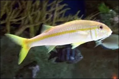 Qu'est-ce qu'un surmulet ?