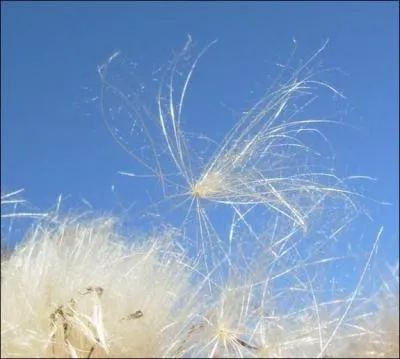 Qu'est-ce qui est 'insoutenable' selon Milan Kundera ?