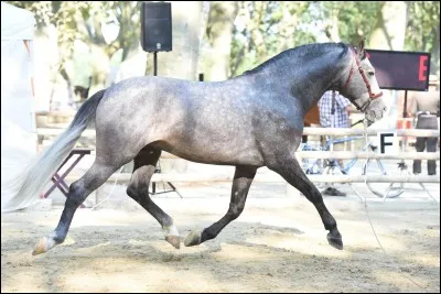 Comment appelle-t-on le "poil" du cheval ?