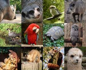 Quiz Animaux