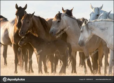 Que veut dire le mot "grégaire" ?