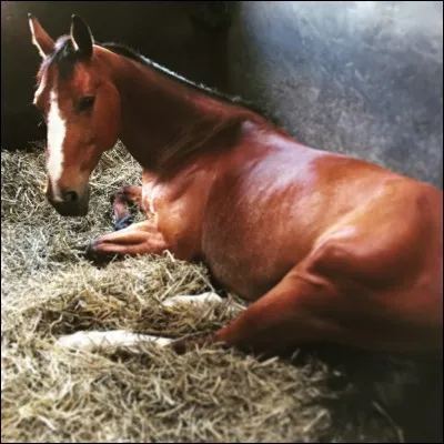 De quoi est souvent composée la litière des box ?