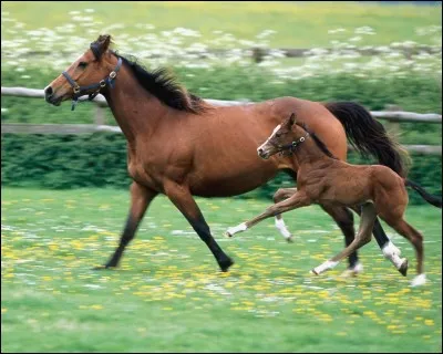 Sur quels critères choisit-on un logement pour les chevaux ? (2 réponses).