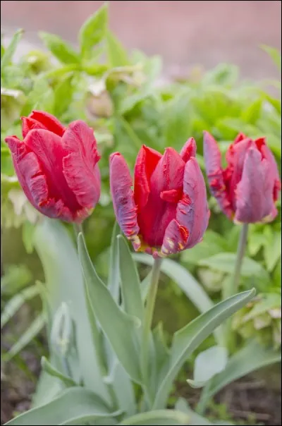 Quel animal s'associe à ces tulipes ?