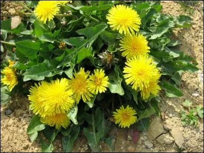 Quel nom est donné à ces fleurs ?