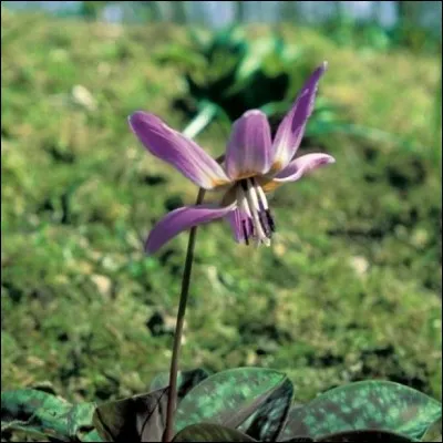 Comment se nomme l'erythronium ?