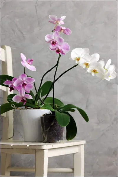 Quel nom porte cette orchidée ?