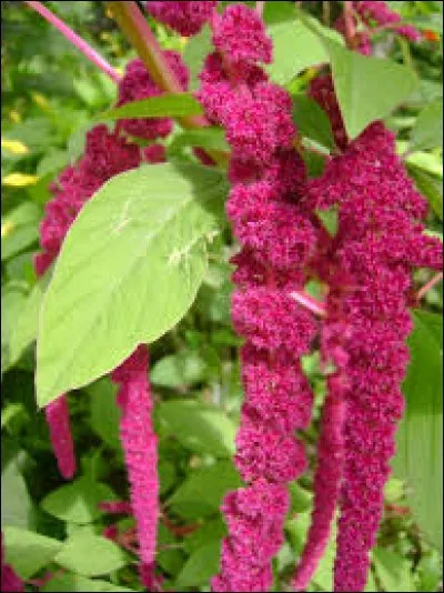 Et enfin quelle est cette plante ?