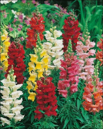 Quel est l'autre nom du muflier ?