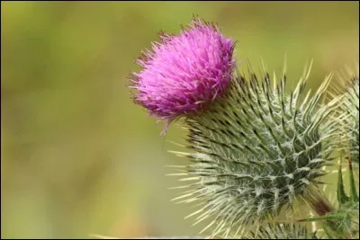 Pour qui se prend le chardon d'Écosse ?
