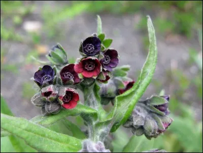 Connaissez-vous le nom de la fleur nommée cynoglosse ?