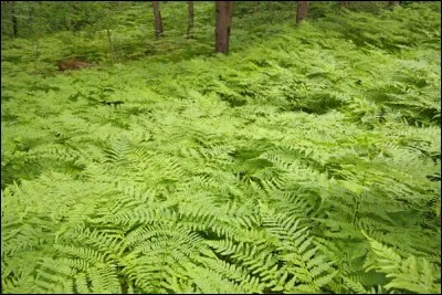 Pour quel animal se prend notre fougère ?