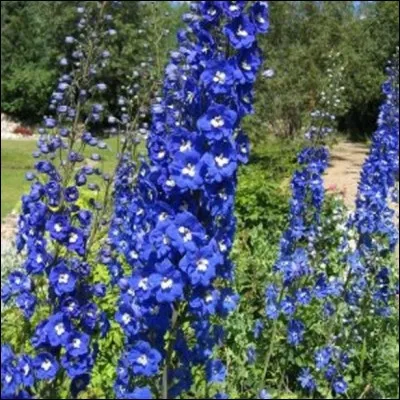 Quel nom populaire est donné au delphinium ?