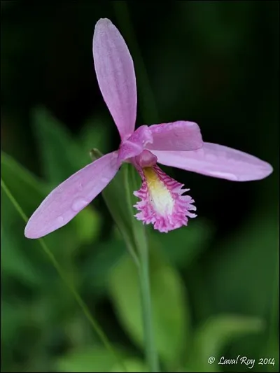 Comment se nomme cette orchidée ?