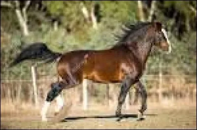 Quelle est la race de ce cheval ?
