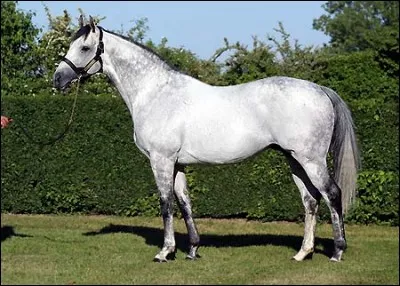 Quelle est la race de ce cheval ?