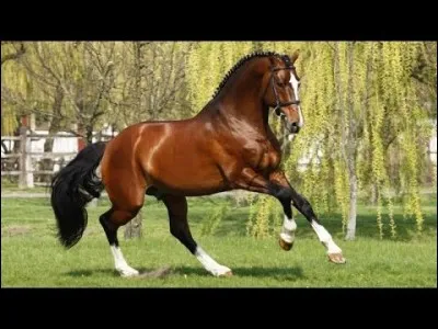 Quelle est la race de ce cheval ?