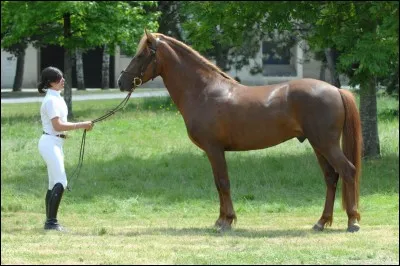 Quelle est la race de ce cheval ?