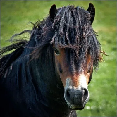 Quelle est la race de ce cheval ?