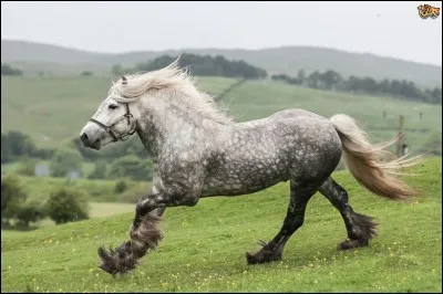 Quelle est la race de ce cheval ?