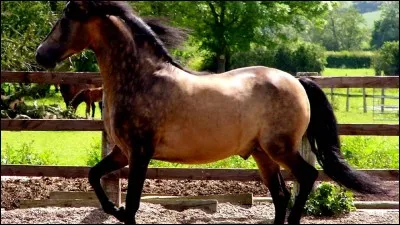 Quelle est la race de ce cheval ?