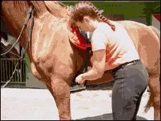 Lorsqu'on selle le cheval, il faut faire attention  ce que :