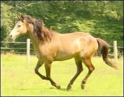 La robe Isabelle doit son nom  :