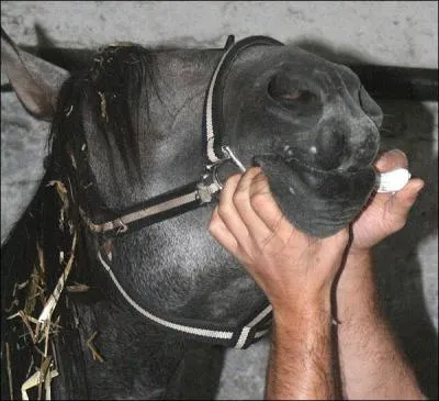  quelle frquence faut-il vermifuger un cheval adulte ?