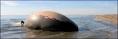 Dernière question et elle concerne les baleines. Ce n'est pas un vrai comportement qui est évoqué ici mais la question mérite d'être posée : savez-vous pourquoi les baleines échouées explosent ?