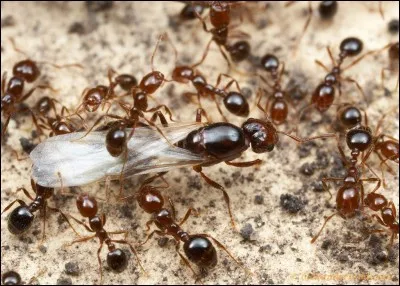 Allez, on passe aux fourmis. Parlons de la fourmi de feu, une espèce originaire d'Amérique du Sud et particulièrement adaptée aux conditions extrêmes. Savez-vous de quoi elle est capable pour lutter contre les éléments ?