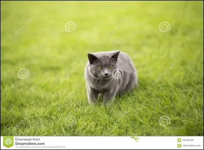 Quel est ton caractère ?