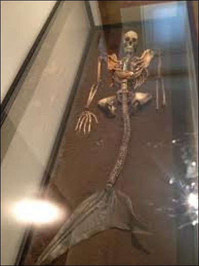 Un squelette de sirène est conservé dans un musée au Danemark.