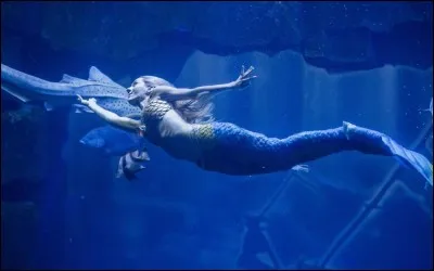 Un aquarium présente un spectacle avec de vraies sirènes.